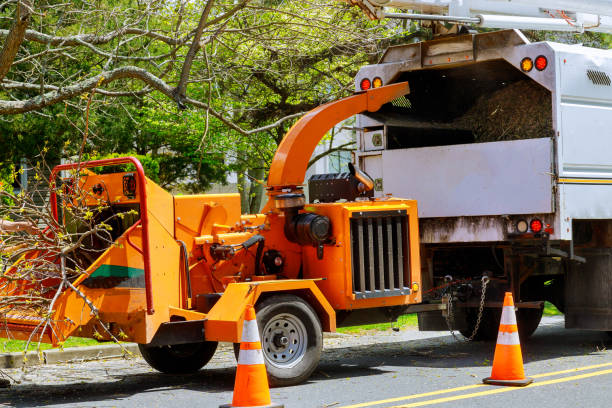 Best Root Management and Removal  in Eden Isle, LA